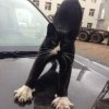 мартовский котэ