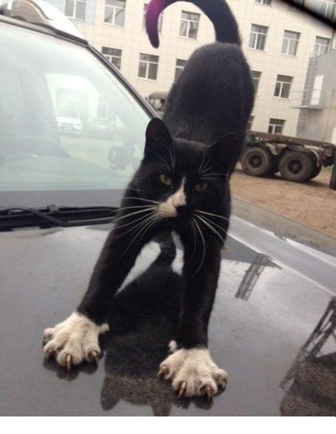 мартовский котэ