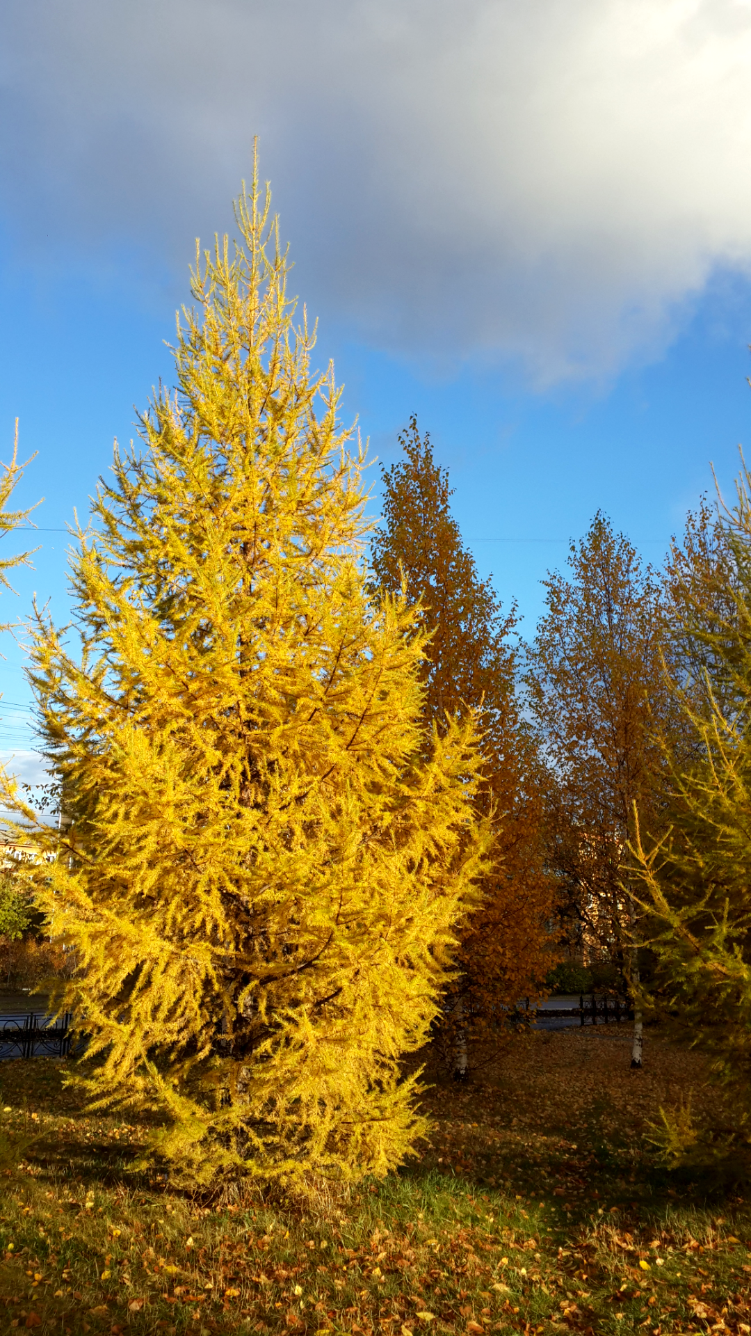 дотянуться до солнца