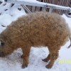 кудрявенький))