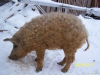 кудрявенький))