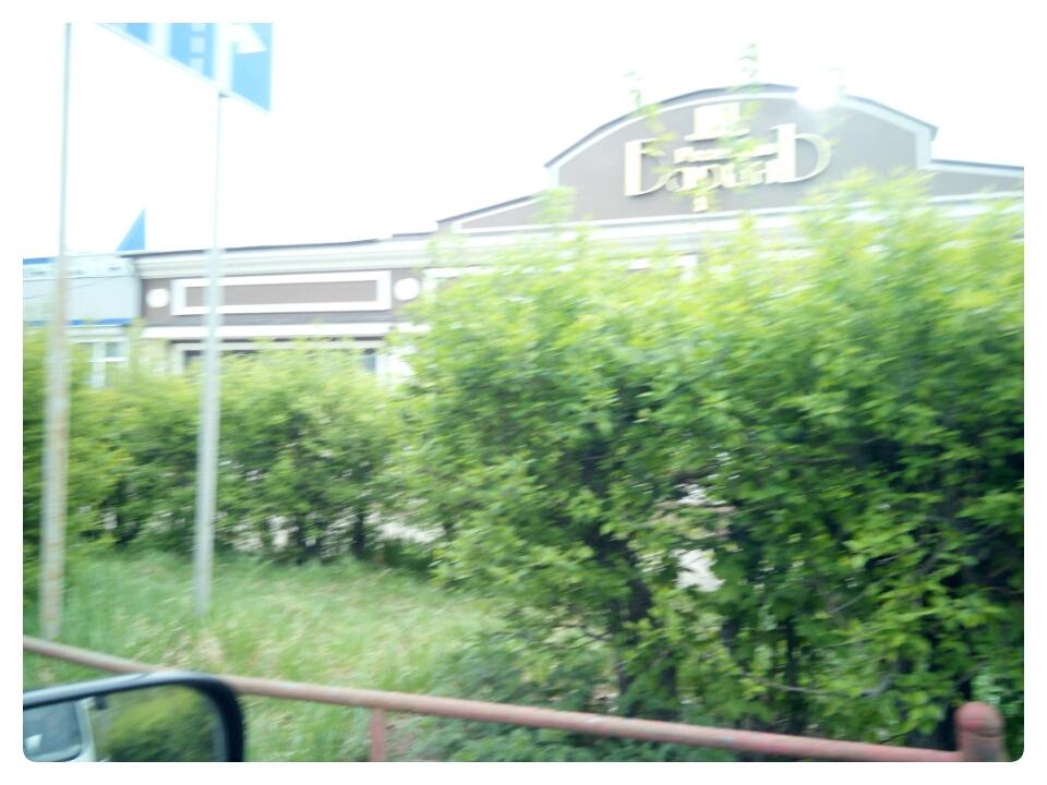 куст в городе