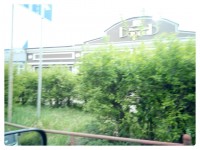 куст в городе