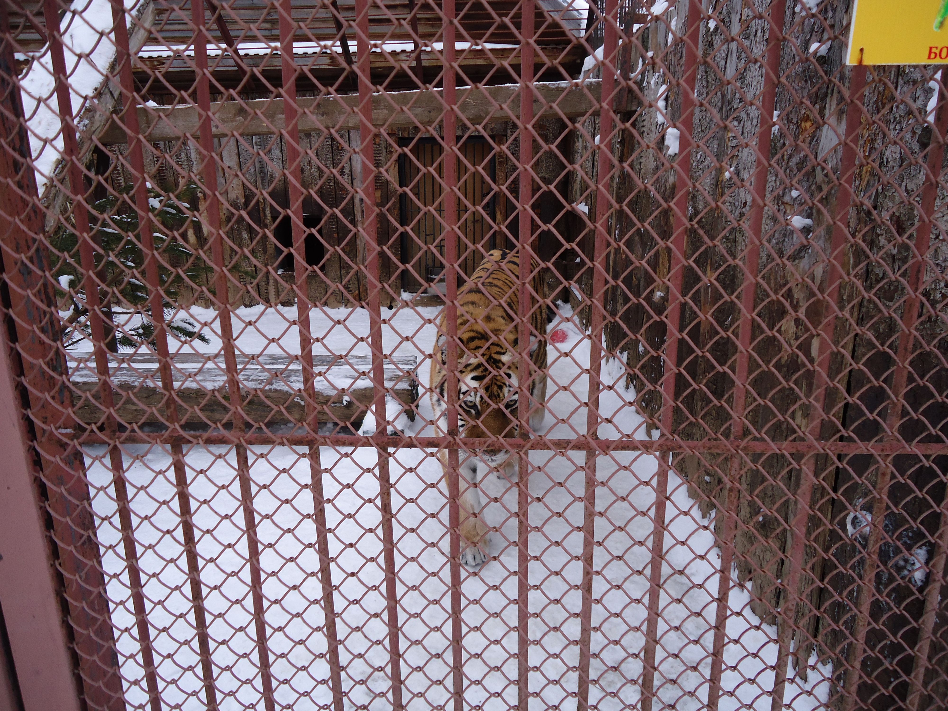 Амурский тигр