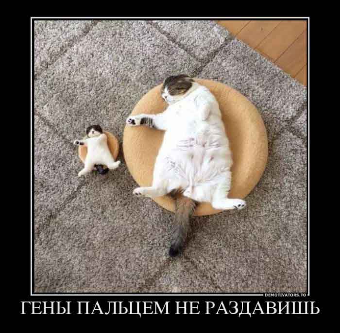 Гены