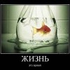 Жизнь