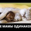 Все мамы одинаковы Все мамы одинаковы