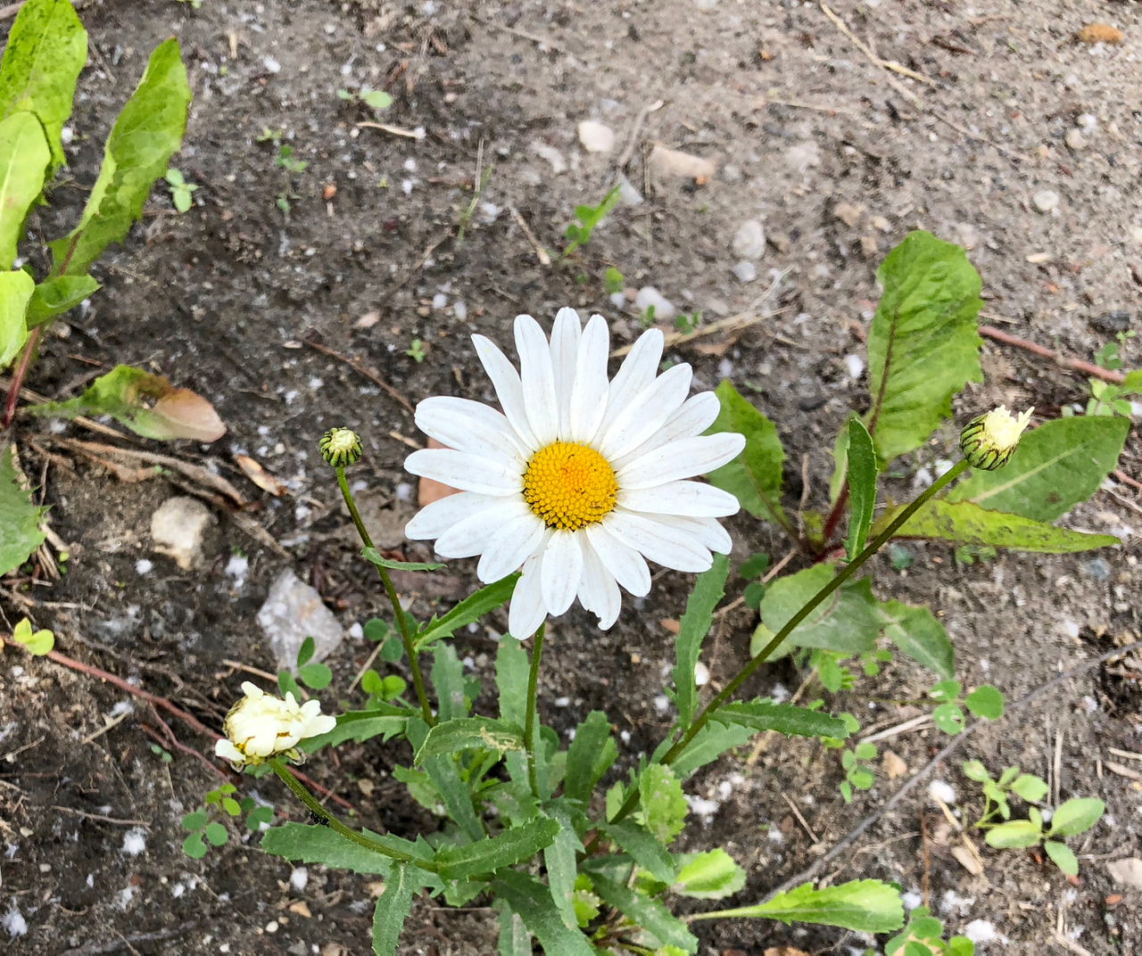 Раз ромашка...