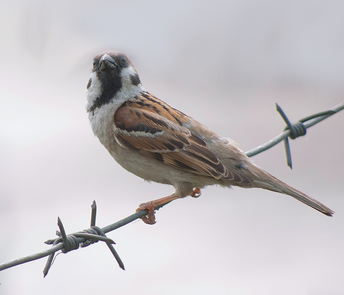 Воробей полевой