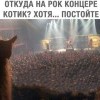 котик на рок-концерте?))))))))