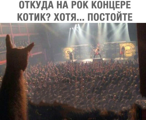котик на рок-концерте?))))))))