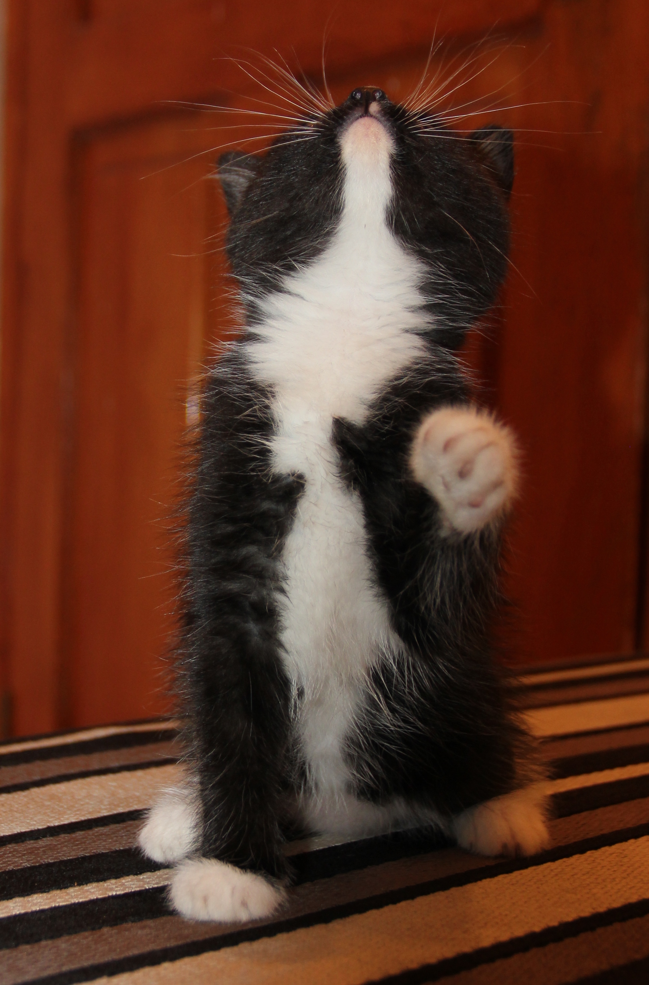 Отдам котят