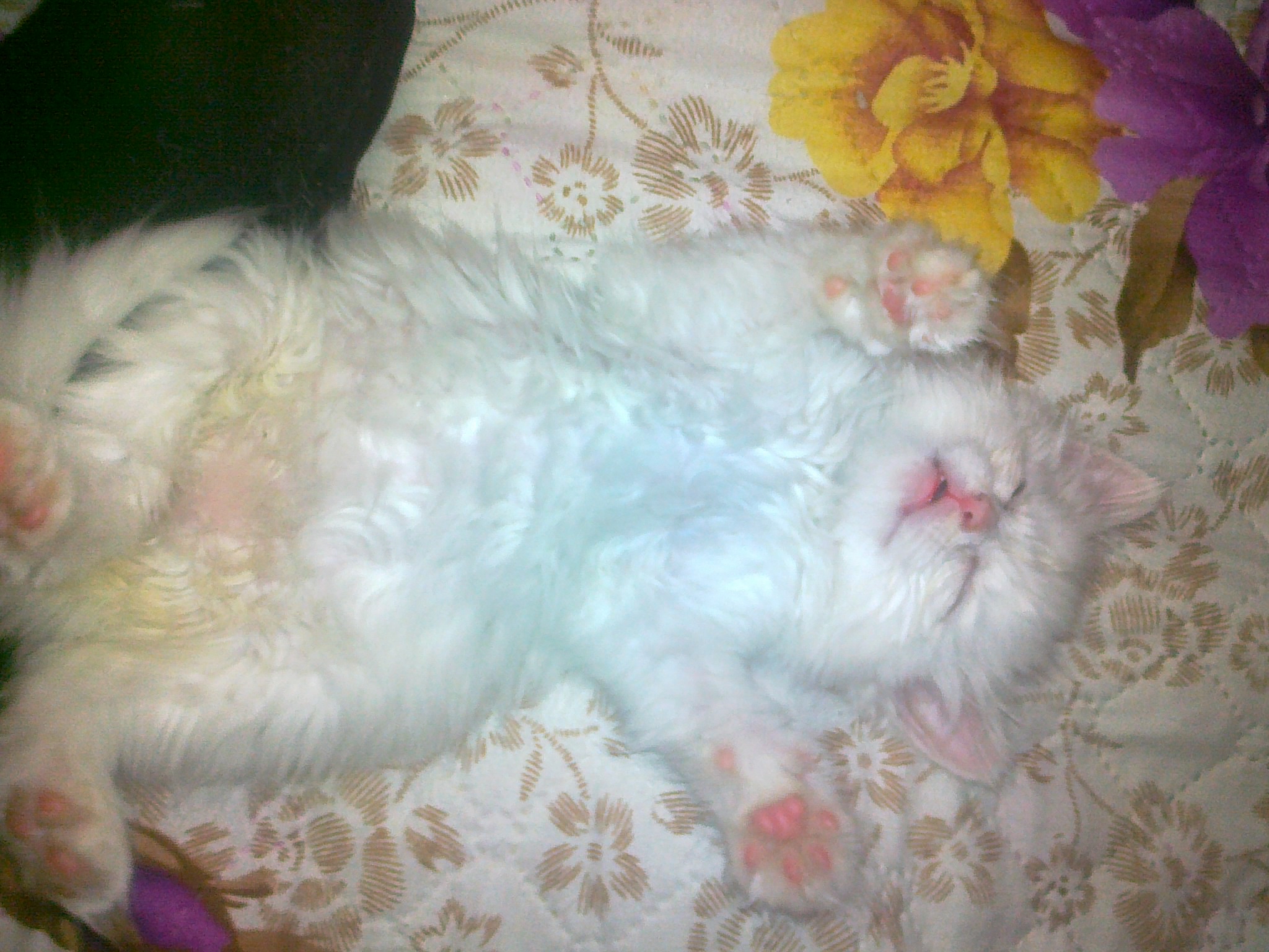 Лапочка моя