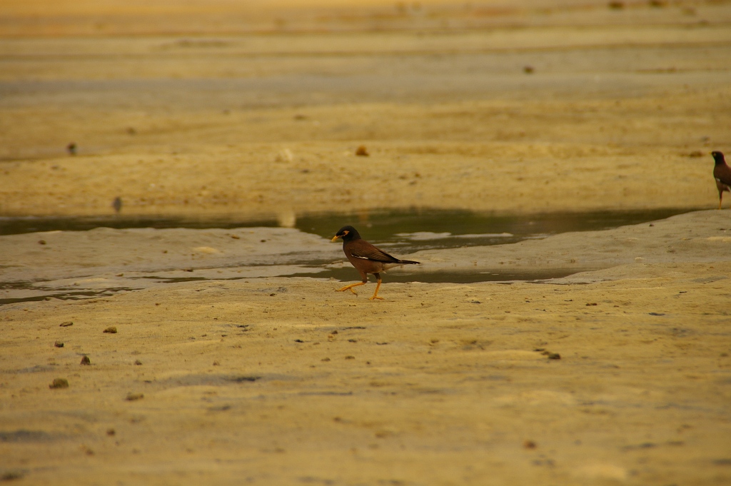Птички ищут еду в обнажившемся дне