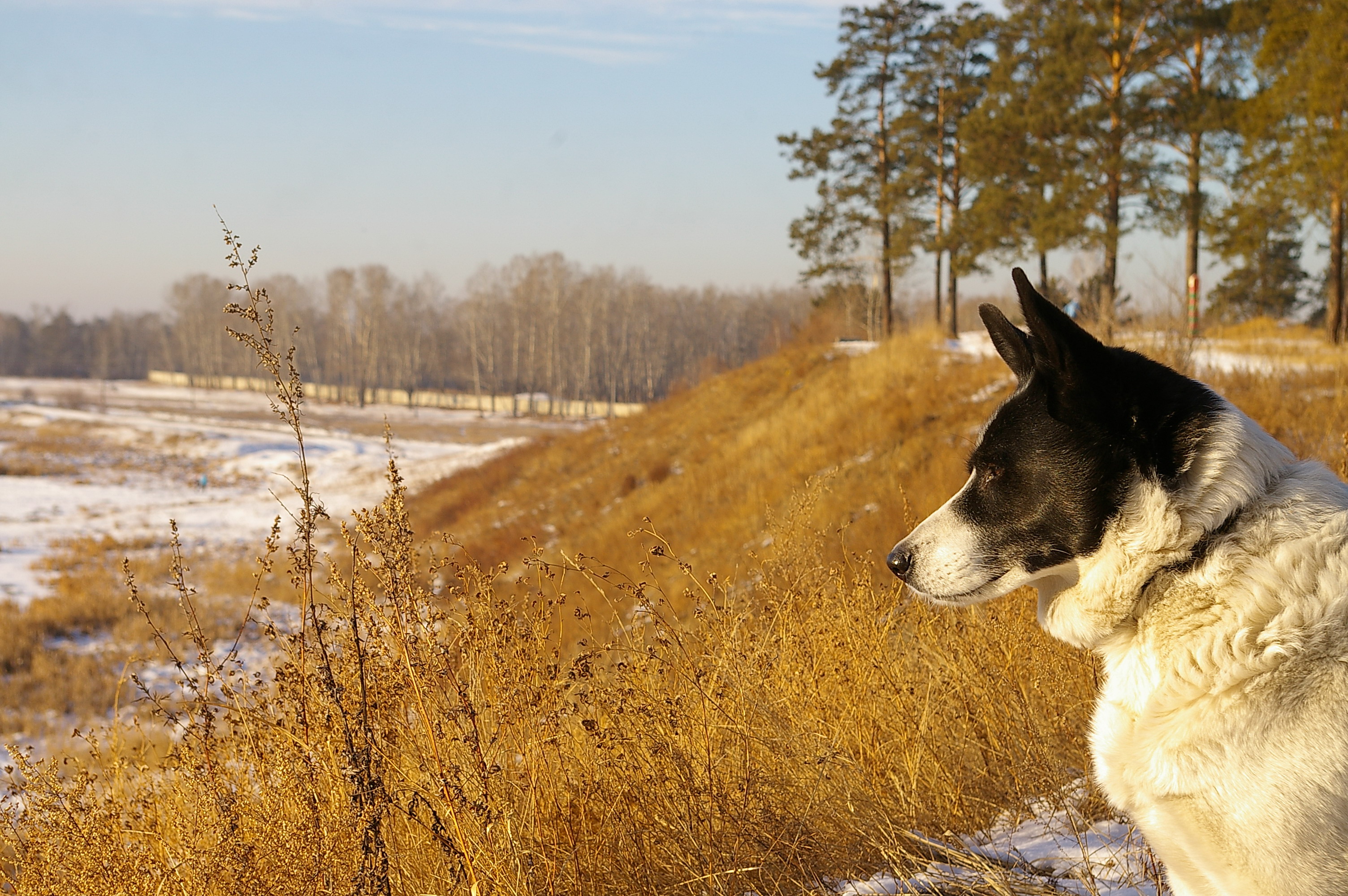 там, в кустах, много интересного