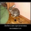 Любителям крольчатины Любителям крольчатины