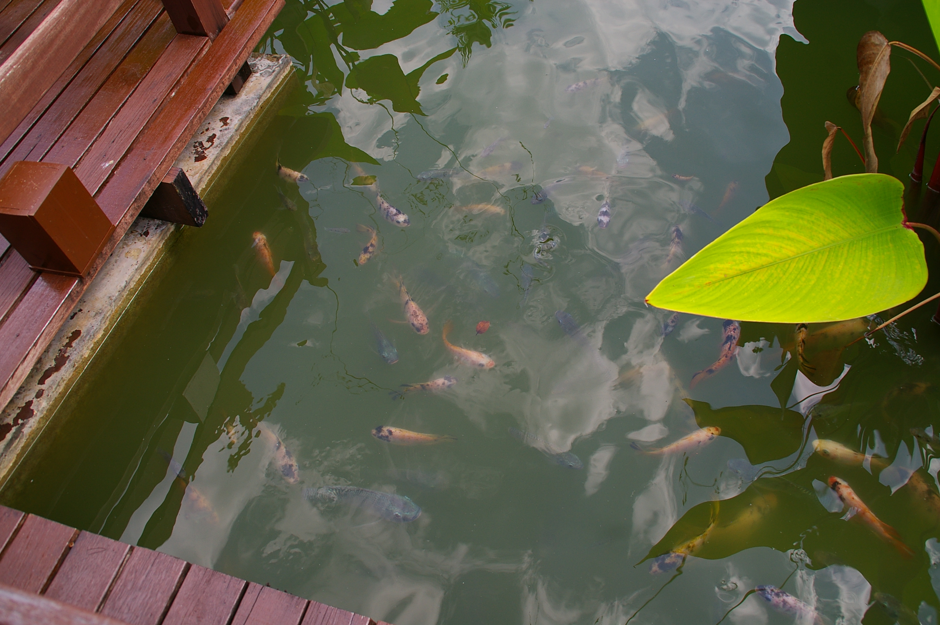 голоднючие рыбки 