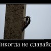 Никогда не сдавайся