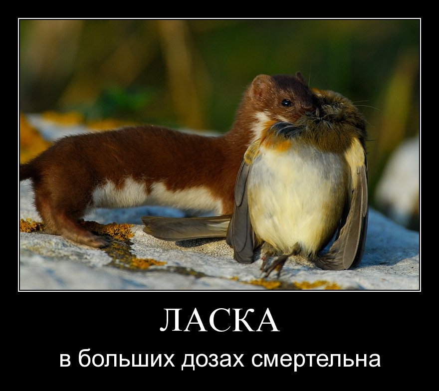 Ласка