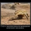 Слухи о медлительности крокодилов