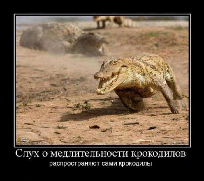 Слухи о медлительности крокодилов