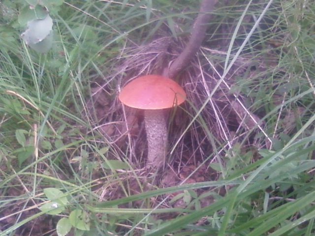 я тебя съем!