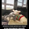 Овца Овца