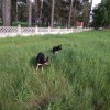 Чипированные жучки Ангарска Чипированные жучки Ангарска