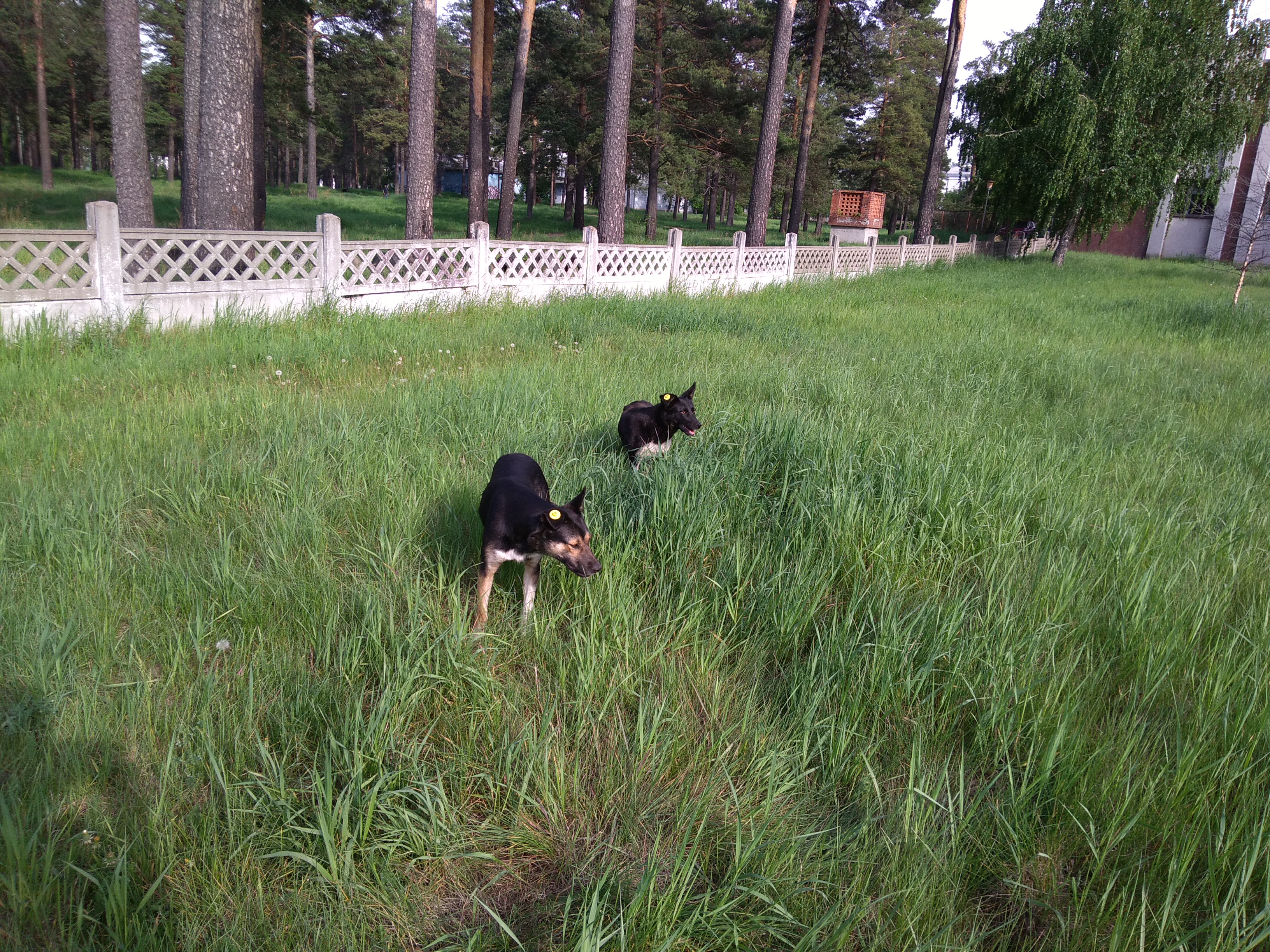 Чипированные жучки Ангарска