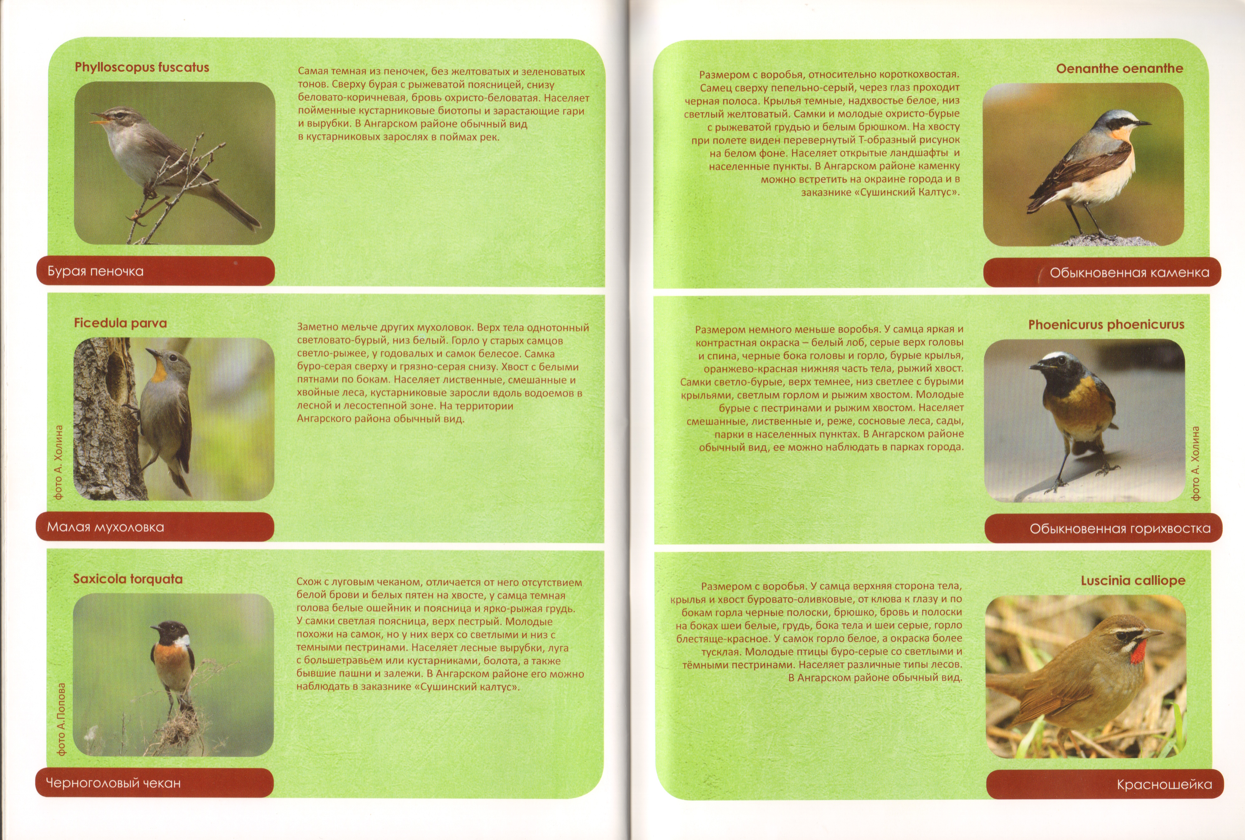 Животный мир Ангарского района 17