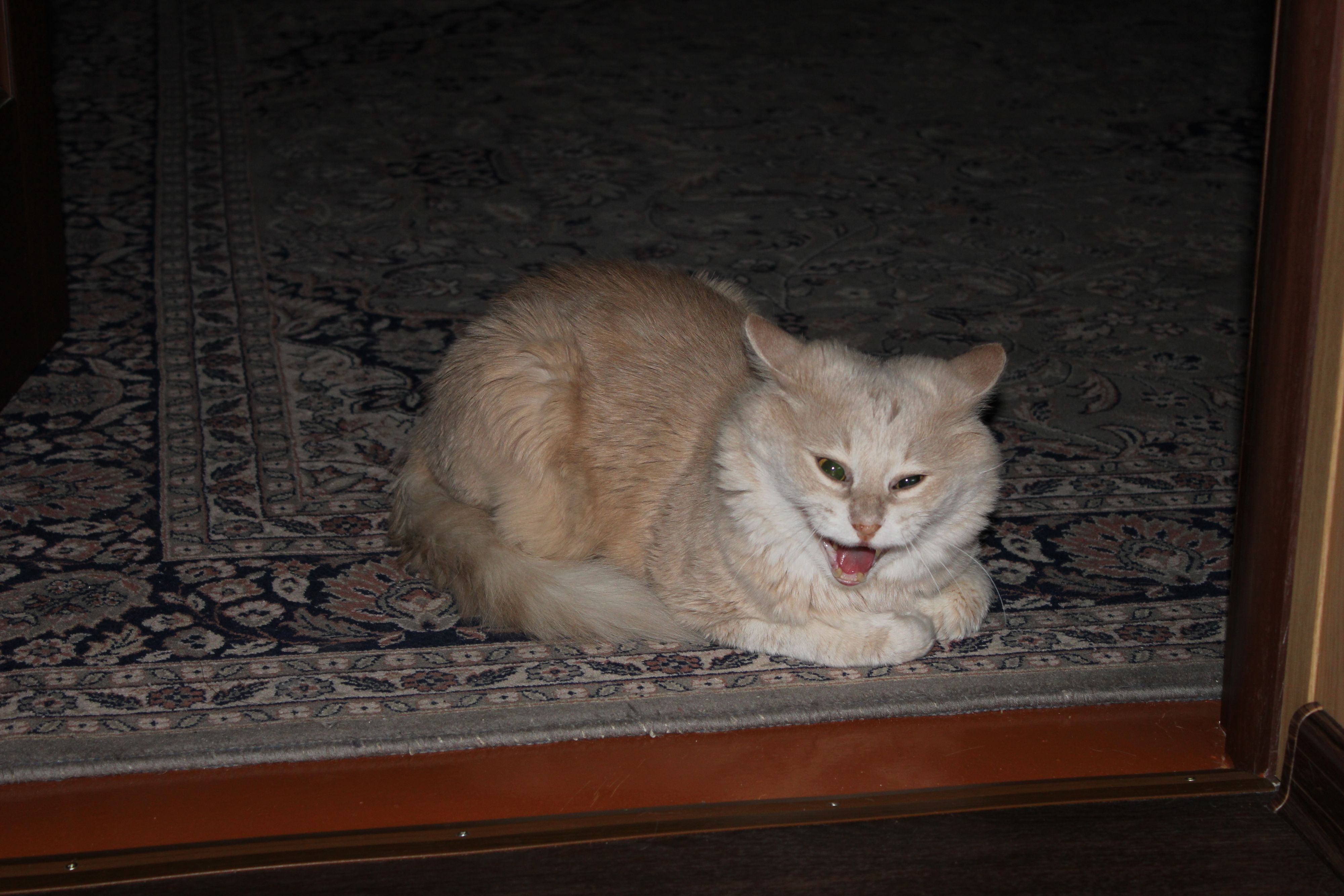 ржач по кошачьи)))