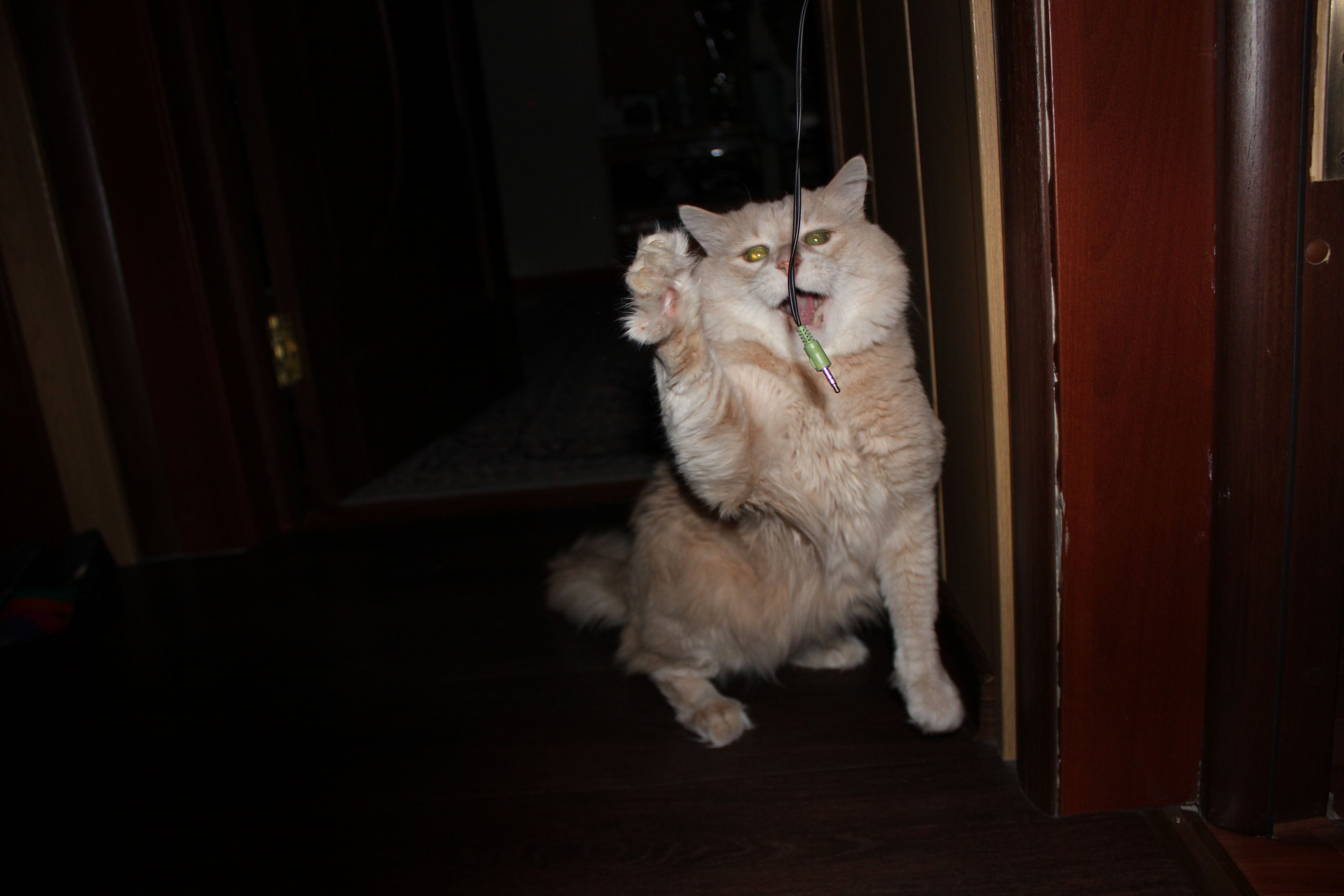 штеккер,дааай)))