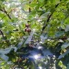 грецкий орех вылупляется