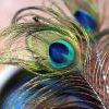 перо павлина перо павлина