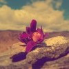 Ещё подснежник Ещё подснежник