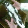 Негнущийся котик))