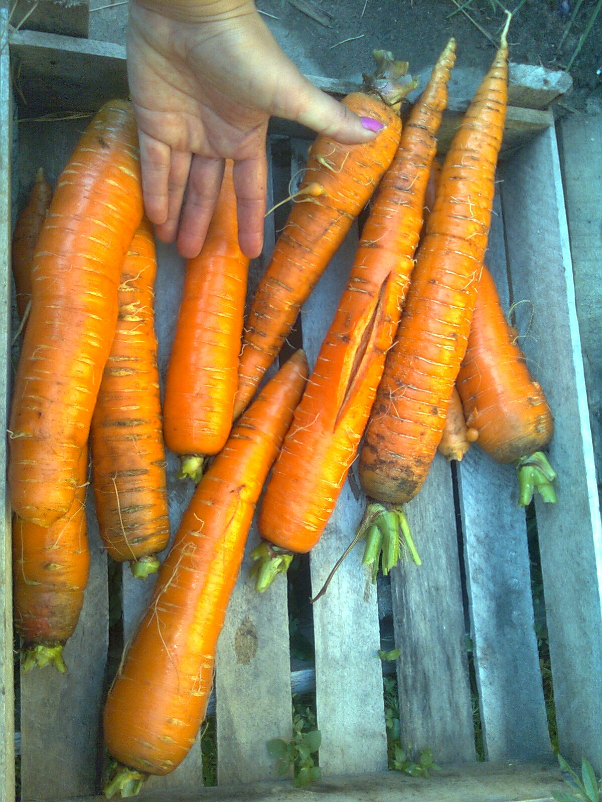 Ма-а-р-рковка