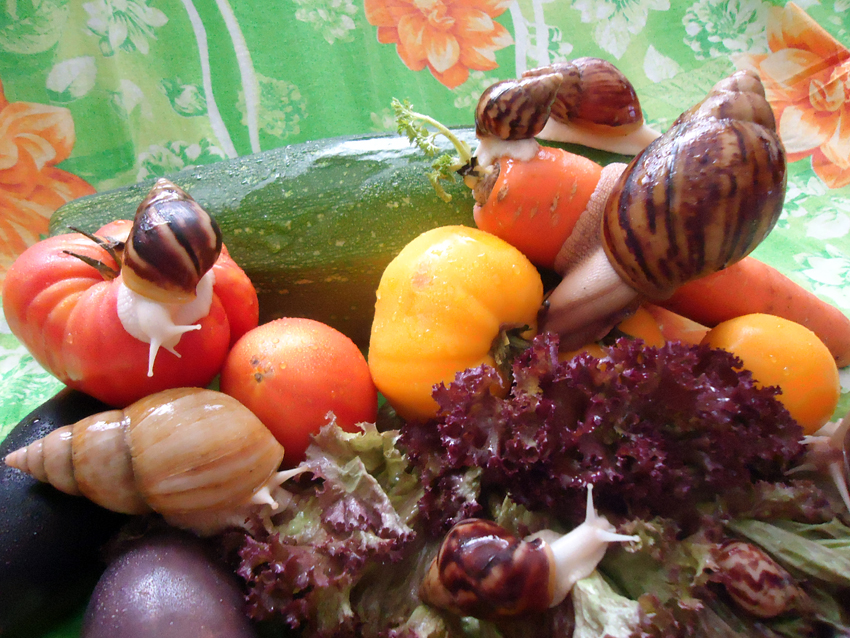 Улькостадо