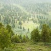 Хамар
