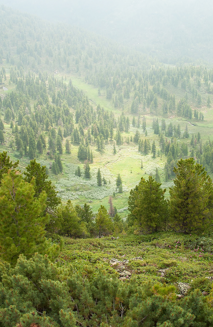 Хамар