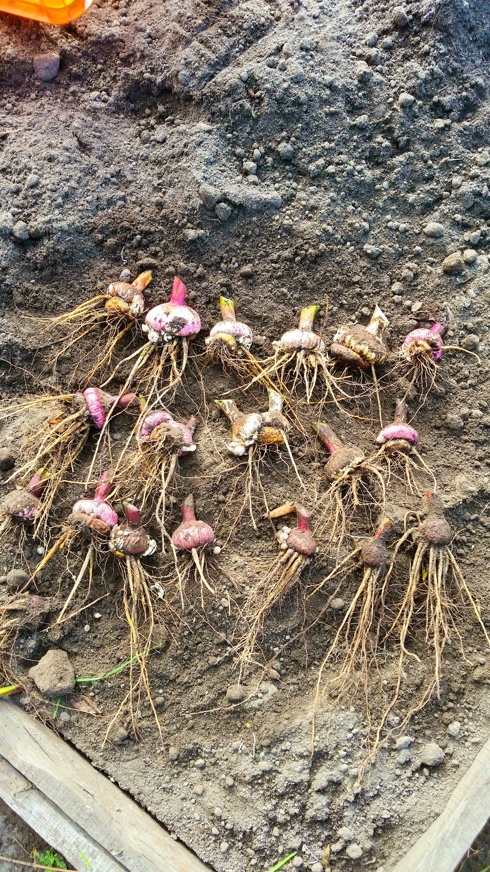 патамушта гладиолус))))))