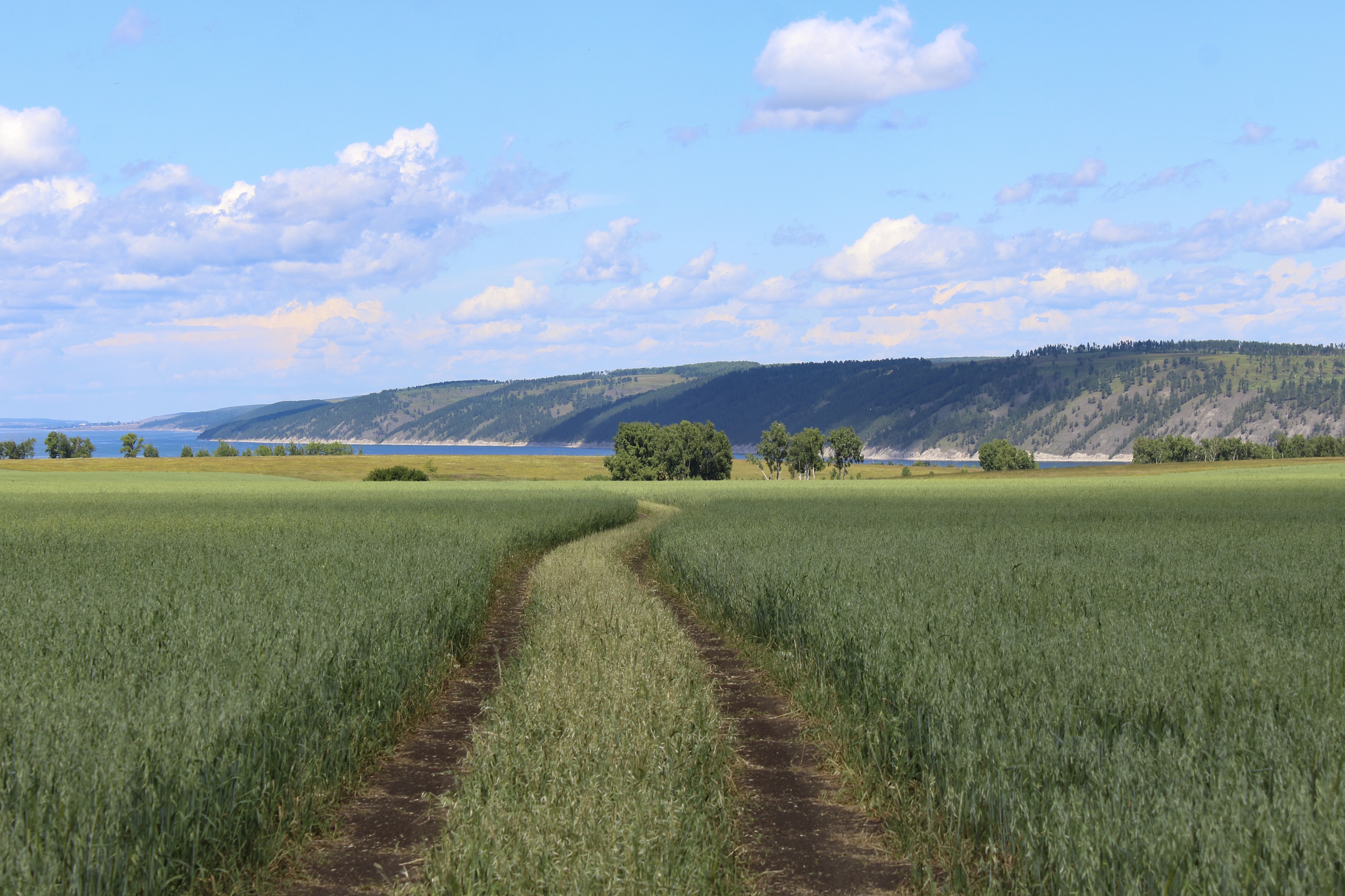 Дорога в поле