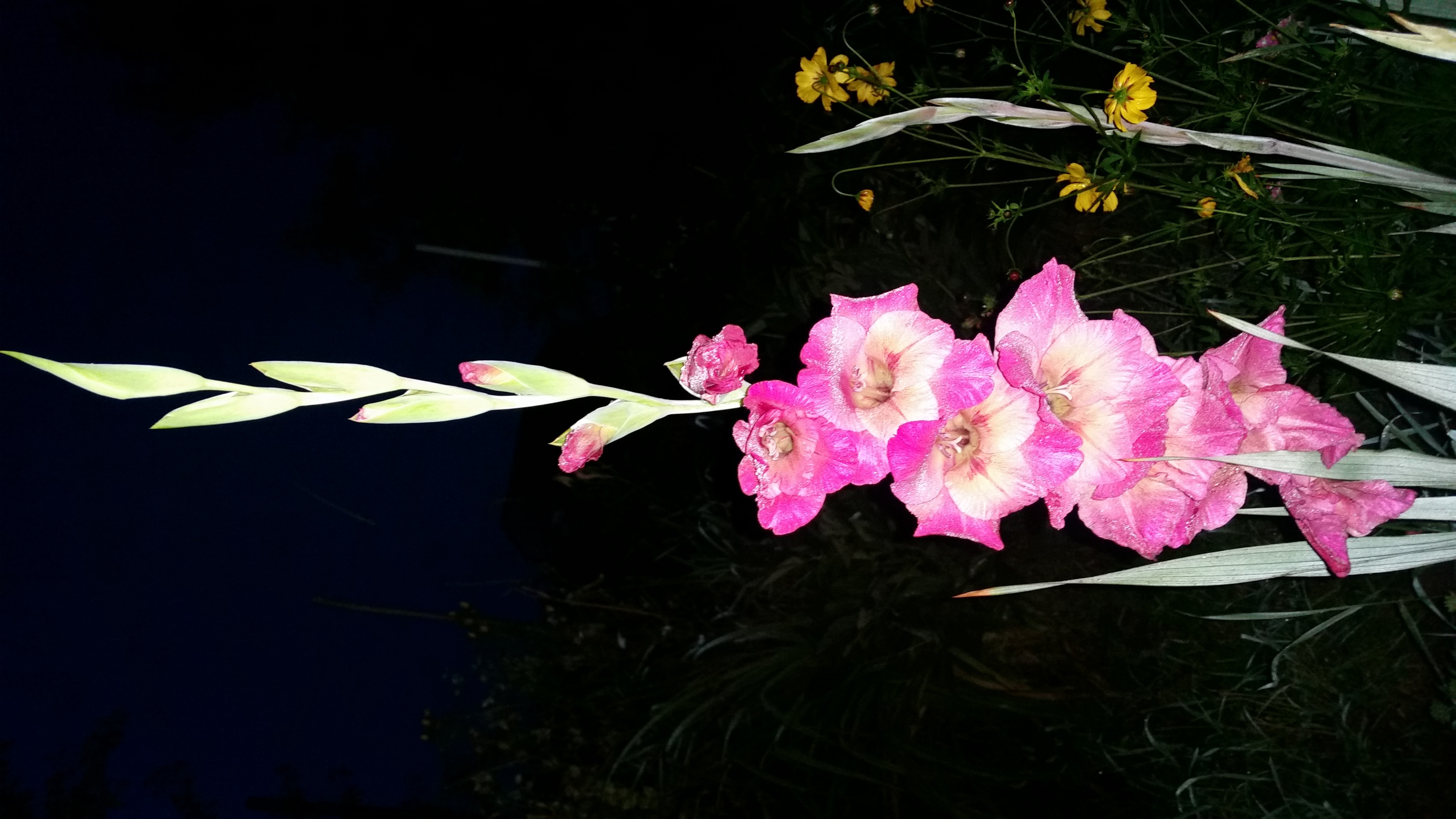 патамушта глодиолуз)))))