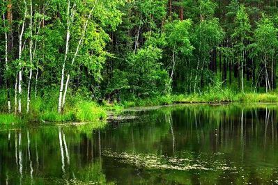 Фото №8 - Ни Тайланд и не Маями, Ни гостиниц звездный блеск, Ни бунгало на Гаваях,  Не заменят Русский Лес