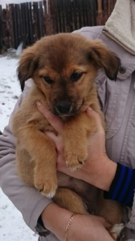 Щенуля ждет своих хозяев