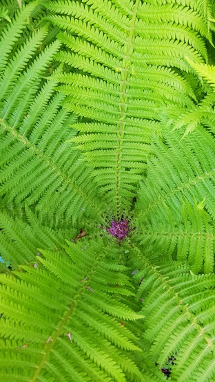 папоротниг в Расцвете сил))))))