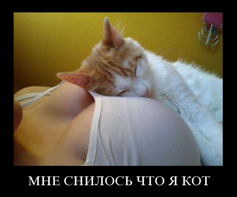 Снится кот