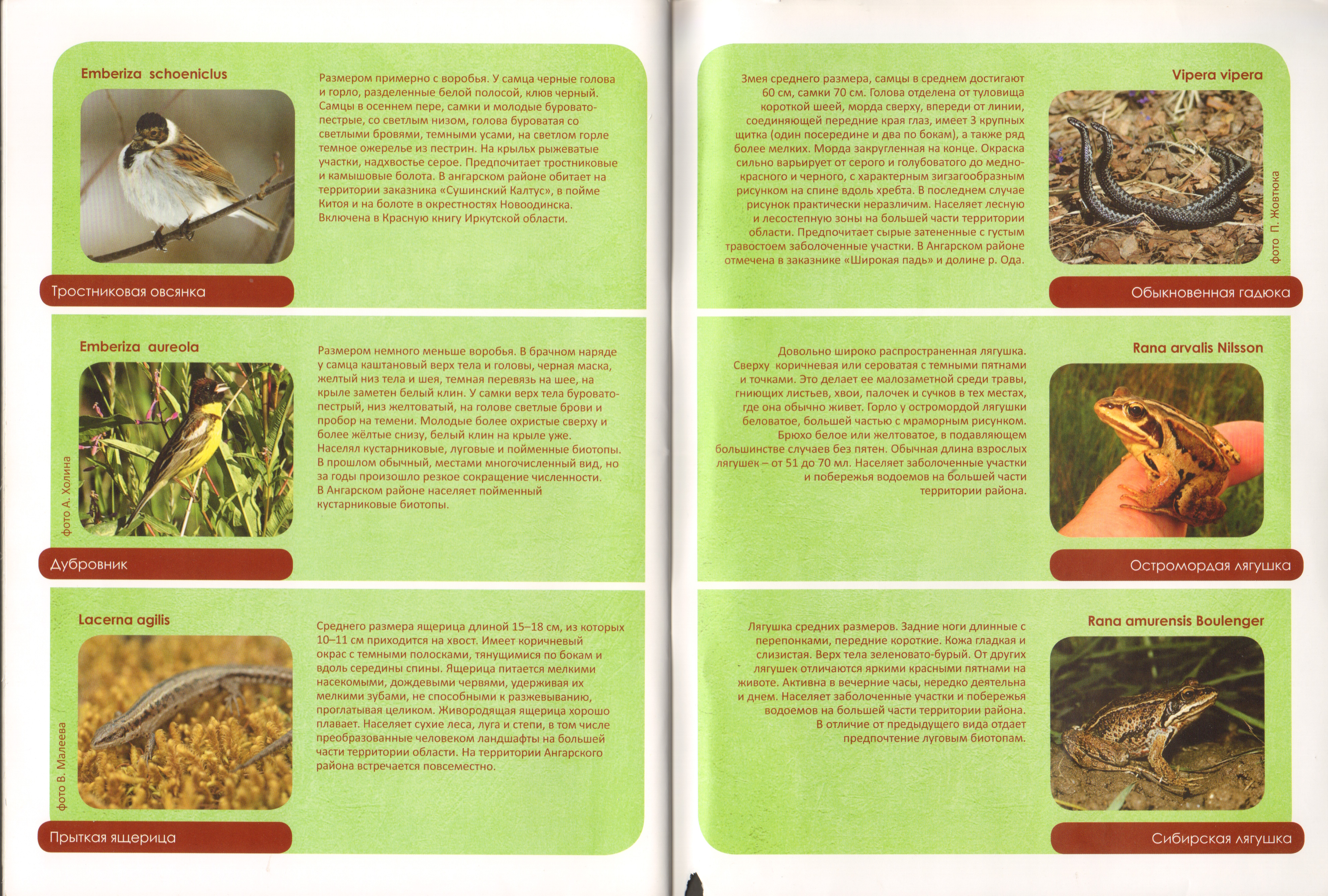 Животный мир Ангарского района 20