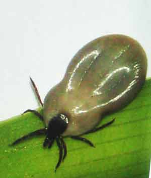 Этого клеща сняли с молодой иркутянки в августе 2006 года