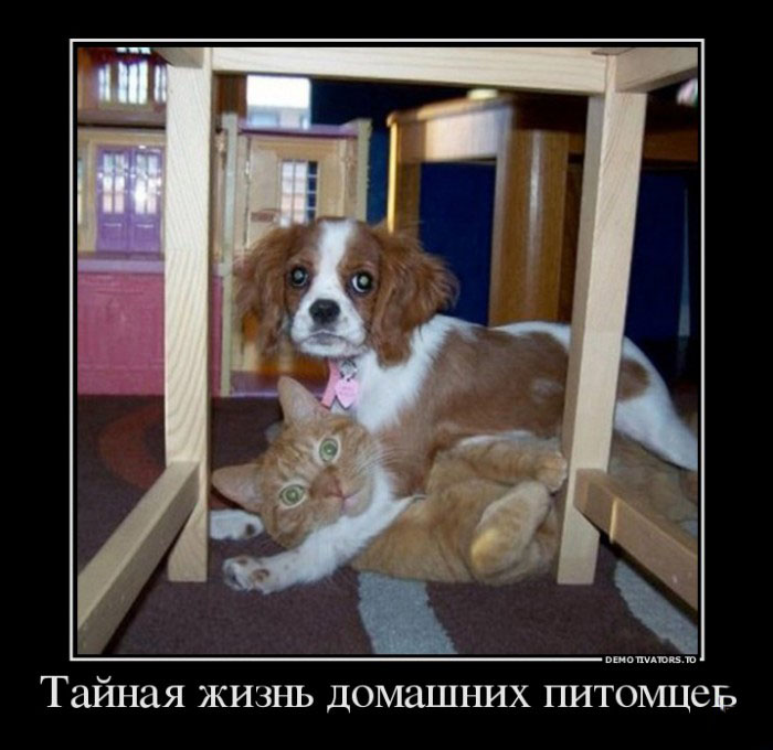 Домашние животные